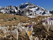 61 Fioritura di Crocua vernus al Monte Campo con bella vista in Arera